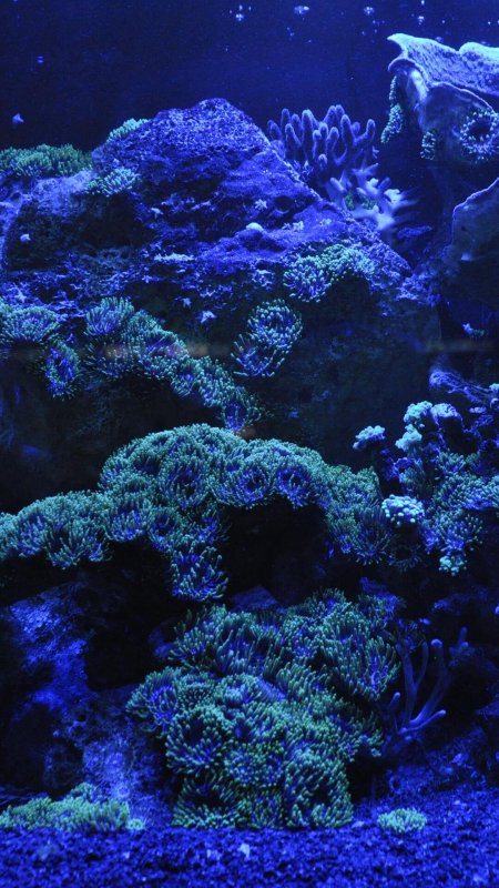 Аквариум морской скачать фон 1080 x 1920