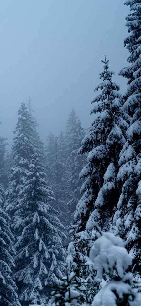 Wallpaper spruce trees snow winter forest nature скачать фон 1080 x 2340