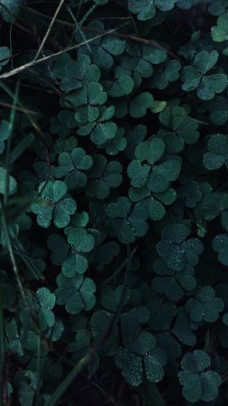 Clover green скачать фон 1424 x 2532