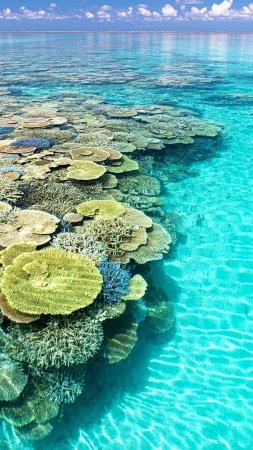 Coral reefs скачать фон 1424 x 2532