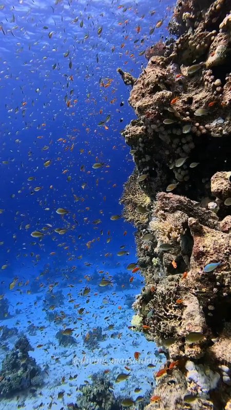Красное море подводный мир скачать фон 1080 x 1920