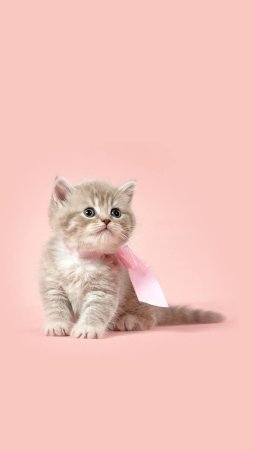 Милые котенок