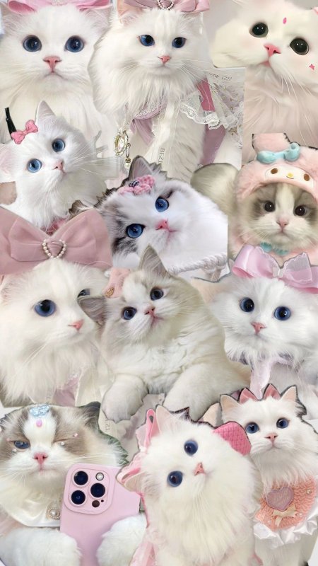 Милого котика