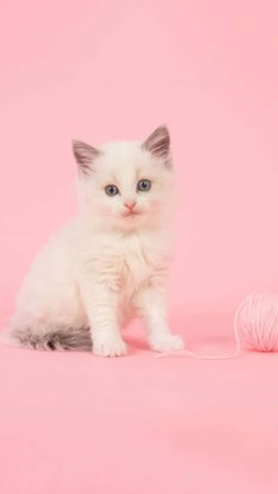 Котенок розовый
