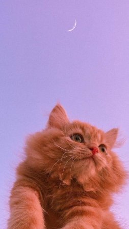 Милые эстетичные котики