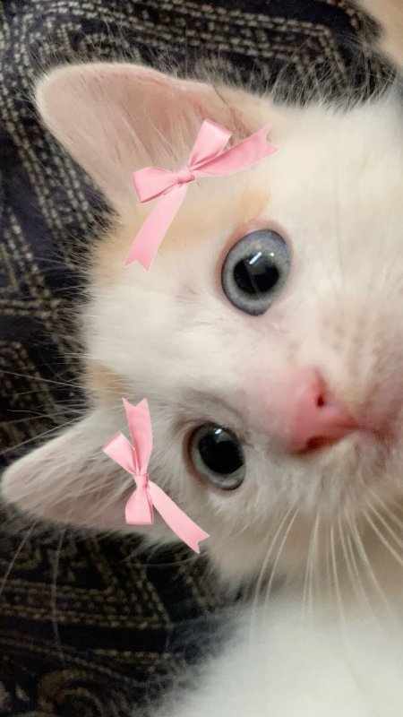 Gatinhos fofos