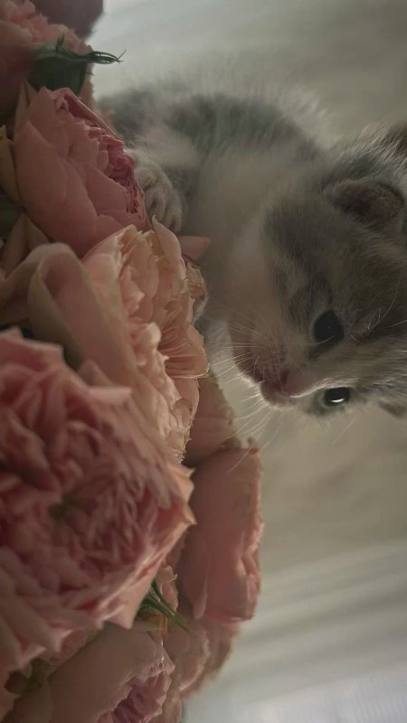 Котенок эстетика