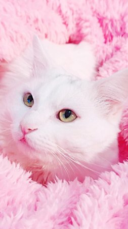 Котики милые