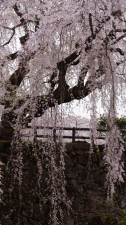 Weeping cherry blossom скачать фон 1080 x 1920