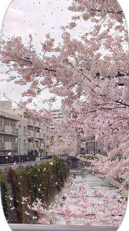 Cherry blossom скачать фон 1080 x 1920