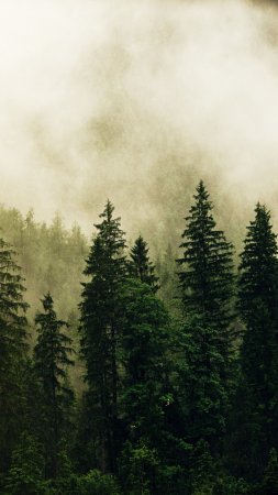 Туман лесных деревьев