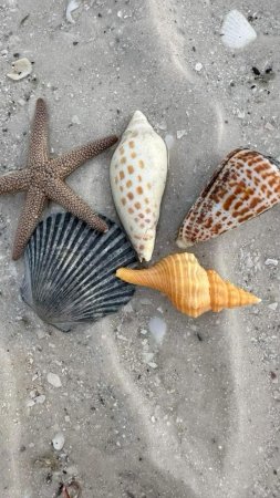 Sea shell скачать фон 1080 x 1920
