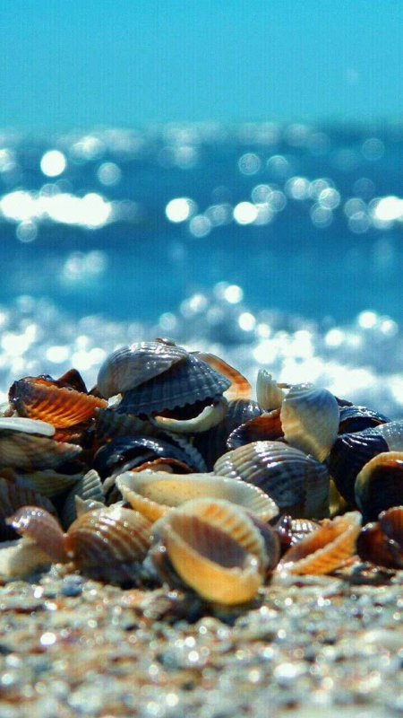 Азовское море ракушечный берег скачать фон 1080 x 1920
