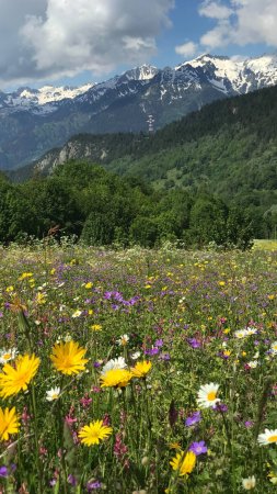 Alpine meadow скачать фон 2160 x 3840
