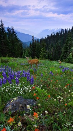 Colorado wildflowers скачать фон 720 x 1280