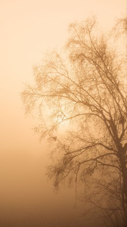 Дерево в тумане скачать фон 2160 x 3840