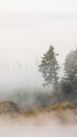 Пейзаж с туманом скачать фон 720 x 1280