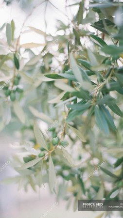 Olive tree скачать фон 1080 x 1920