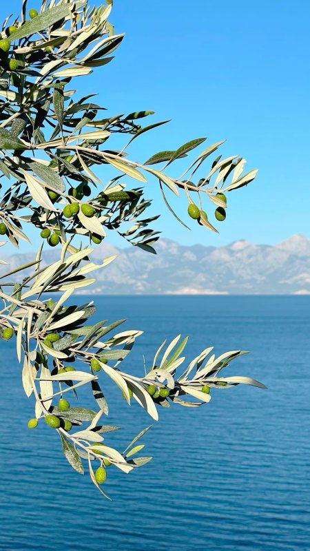 Under the olive tree скачать фон 1080 x 1920