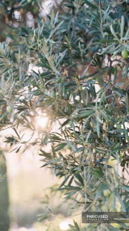 Olive branches скачать фон 1080 x 1920