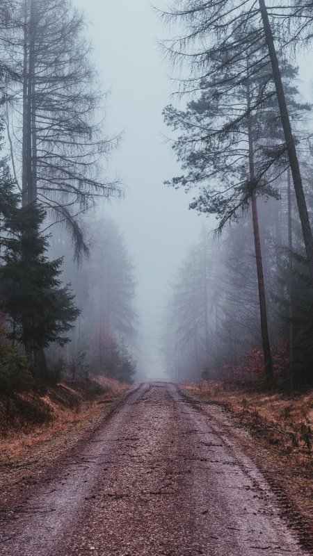 Лес в тумане скачать фон 1080 x 1920