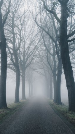 Дерево в тумане скачать фон 2160 x 3840