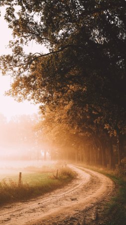 Деревья туман солнечный свет дорога пейзаж утро природа скачать фон 2160 x 3840