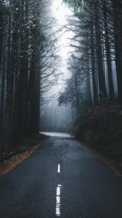 Дорога в лесу ночью скачать фон 1080 x 1920