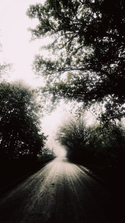 Туман лес скачать фон 2160 x 3840