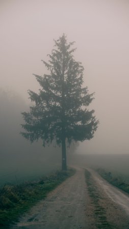 Дорога дерево туман поле природа скачать фон 1424 x 2532