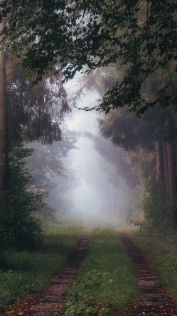 Природа туман скачать фон 2160 x 3840