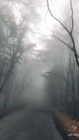 Пейзаж с туманом скачать фон 1080 x 1920
