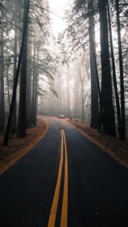 Forest road скачать фон 2160 x 3840