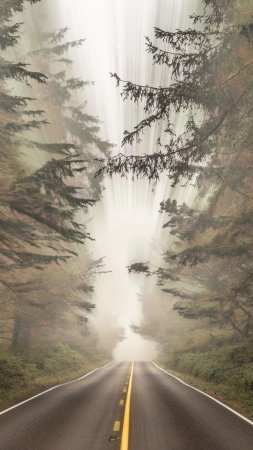 Лес туман скачать фон 1080 x 1920