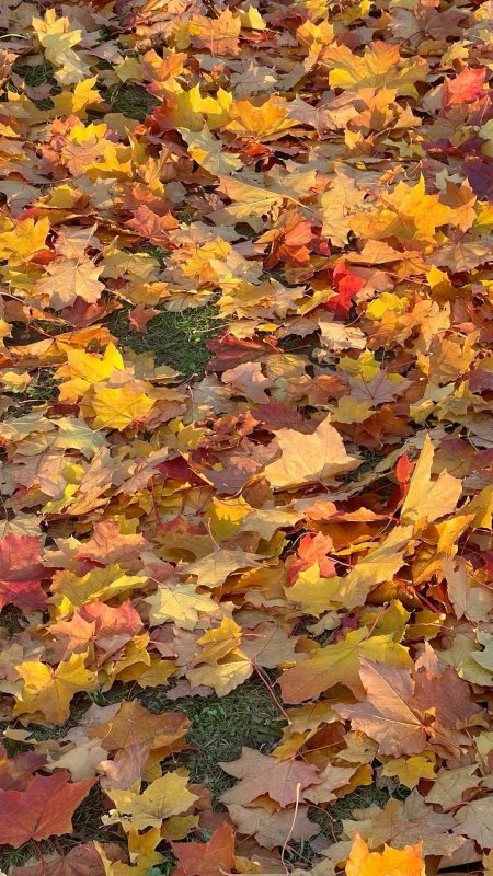 Осень 🍁 скачать фон 1080 x 1920