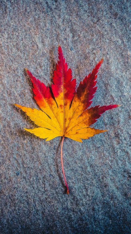 Лист кленовый скачать фон 1080 x 1920