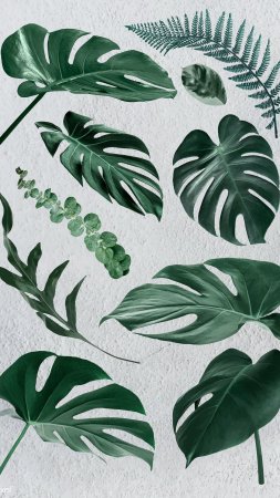 Monstera leaf