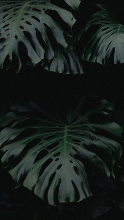 Dark green aesthetic plant wallpaper