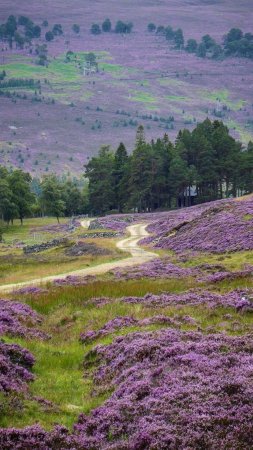 Purple and pink heather on heathland in dorset england