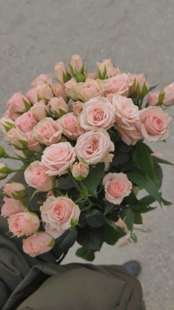 Роза кустовая доминика