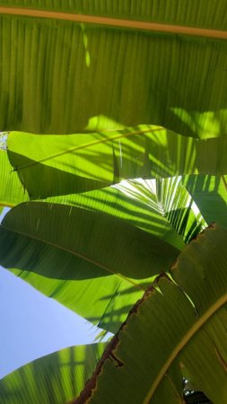 Банановая пальма