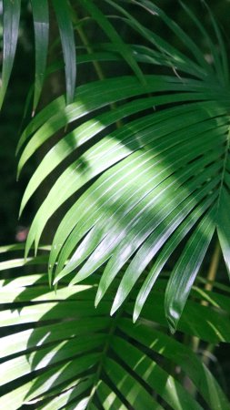 Tropical palm