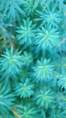 Euphorbia characias subsp wulfenii