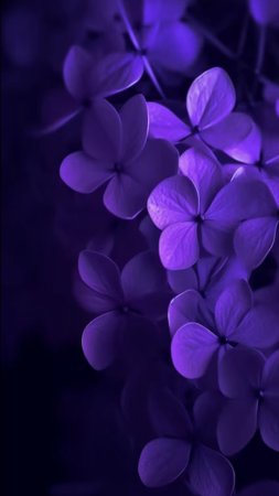 Фиолетовые обои
