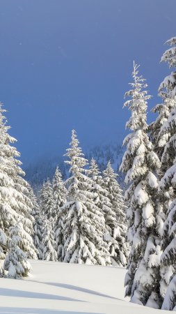 Пейзаж зимнего леса