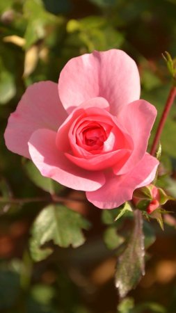 Rosa damascena роза