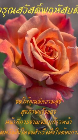 Роза персиковая