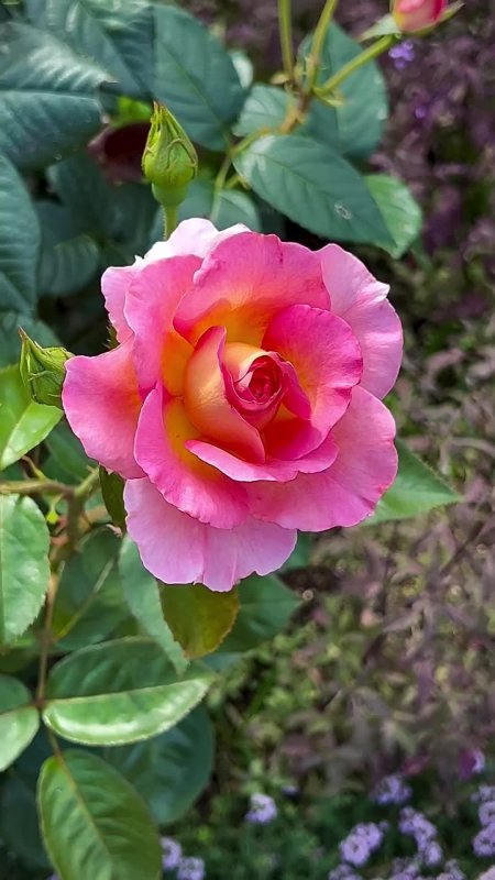 Роза 🌹