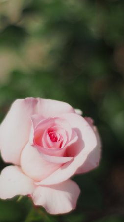 Hybrid tea rose