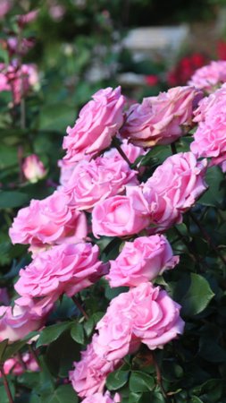 Floribunda rose